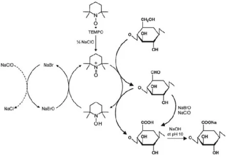 Figure  2-13 TEMPO- mediated selective oxidation of C6 primary hydroxyls of cellulose  [95]