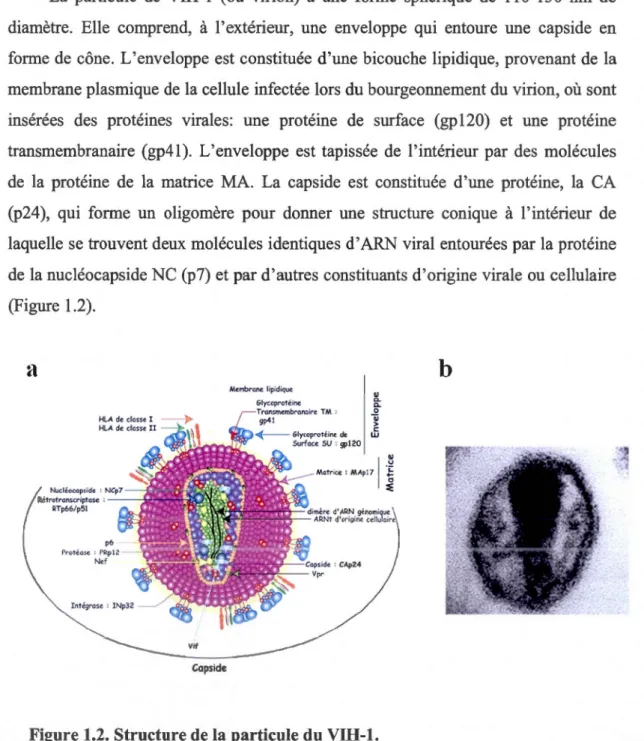 Figure 1.2. Structure de la particule du VIH-1. 