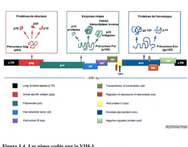 Figure 1.4. Les gènes codés par le VIH-1. 