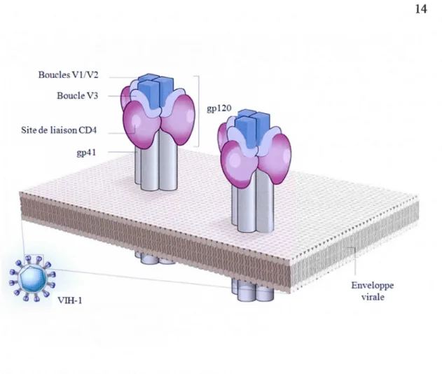 Figure 1.5. Structure de l'enveloppe du  VIH-1. 