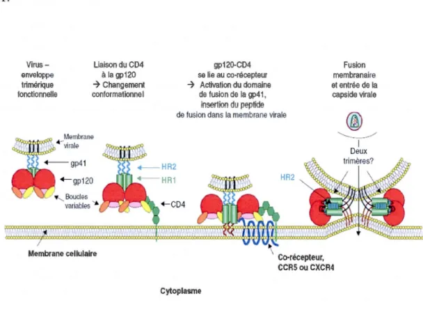 Figure 1.7. Les  différentes étapes  de l'entrée du VIH-1  dans la cellule cible. 