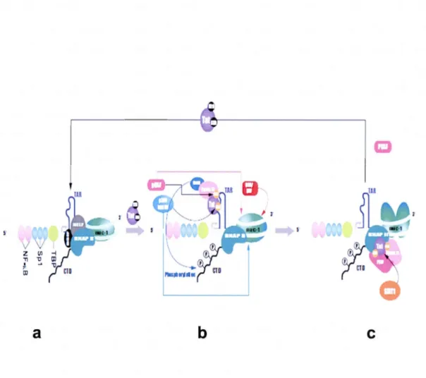Figure 1.9. L'activation de la transcription par la protéine virale Tat. 