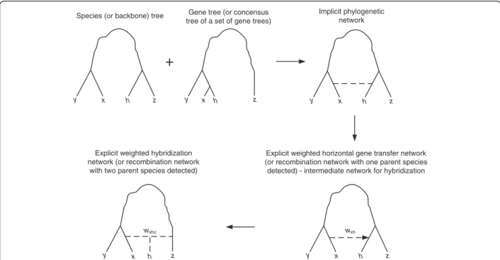 Figure 3 Building explicit weighted consensus phylogenetic networks. The explicit network is built from sets of clusters defined by a species (i.e