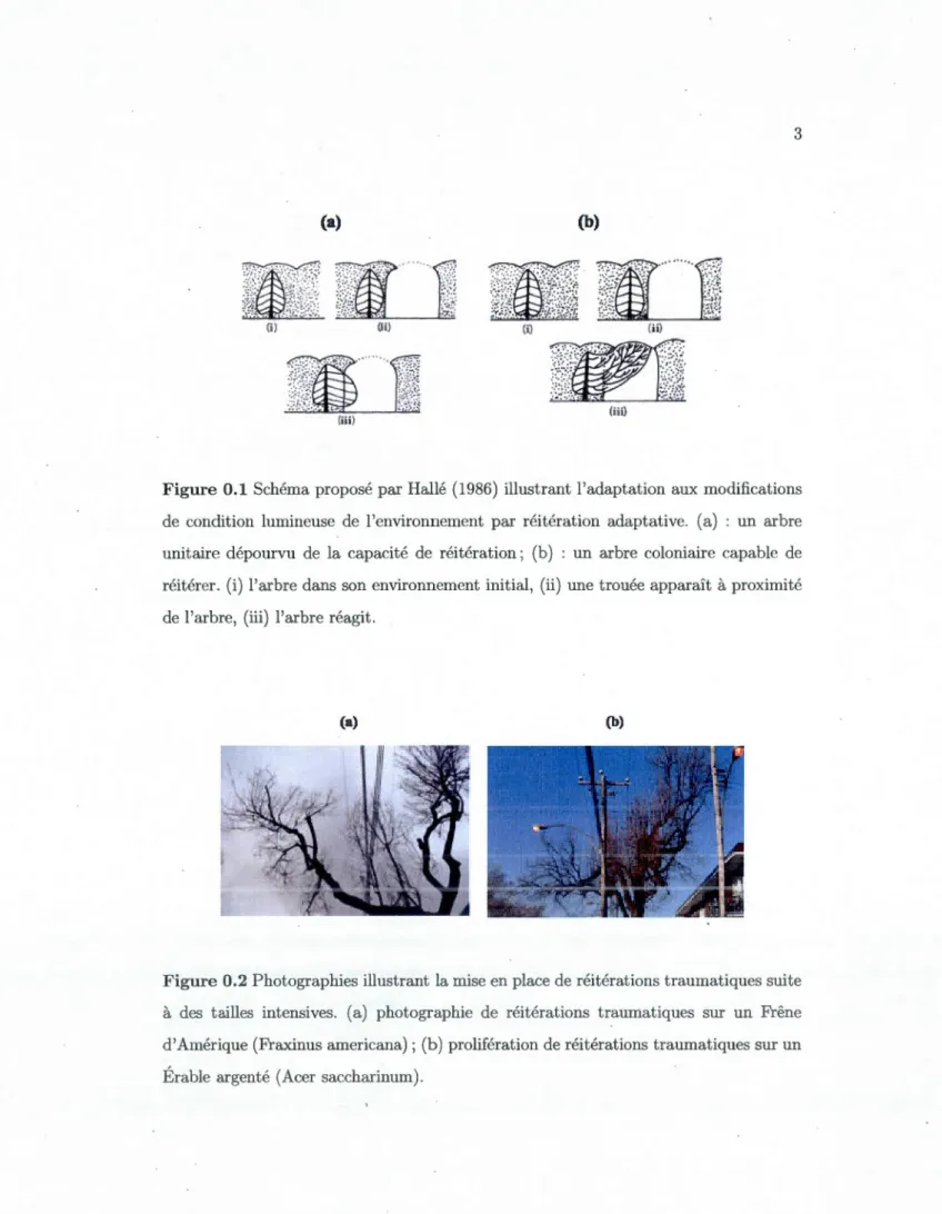 Figure 0.1  Schéma proposé par Hallé  (1986)  illustr ant l'adaptation  aux  modifications  de  condition  lumineuse  de  l'environnement  par  réitération  adaptative 