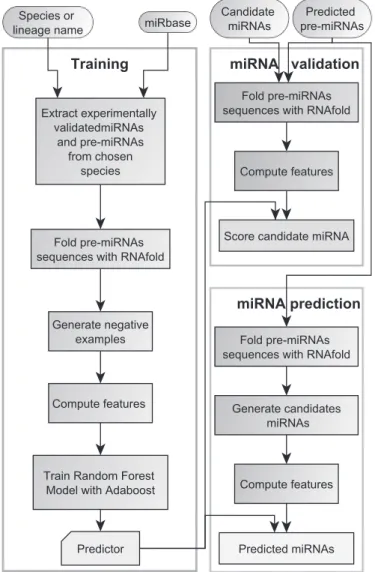 Figure 6. Workﬂow of the miRdup algorithm.