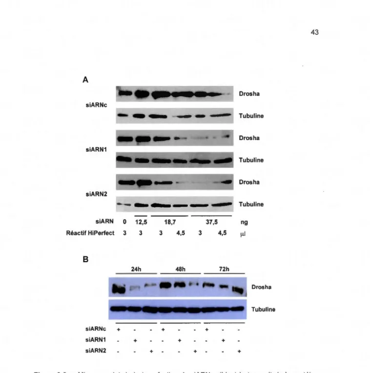 Figure 3.2  Mise  au  point  de  la  transfection  de  siARNs  ciblant  le  transcrit  de  la  protéine  nucléaire Drosha dans les cellules de la lignée  BeWo