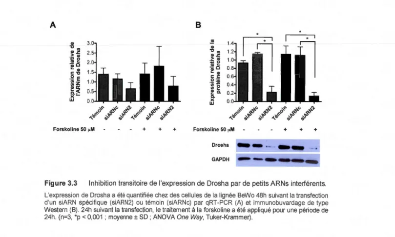 Figure  3.3  Inhibition transitoire de l'expression  de  Drosha  par de  petits ARNs interfére nts