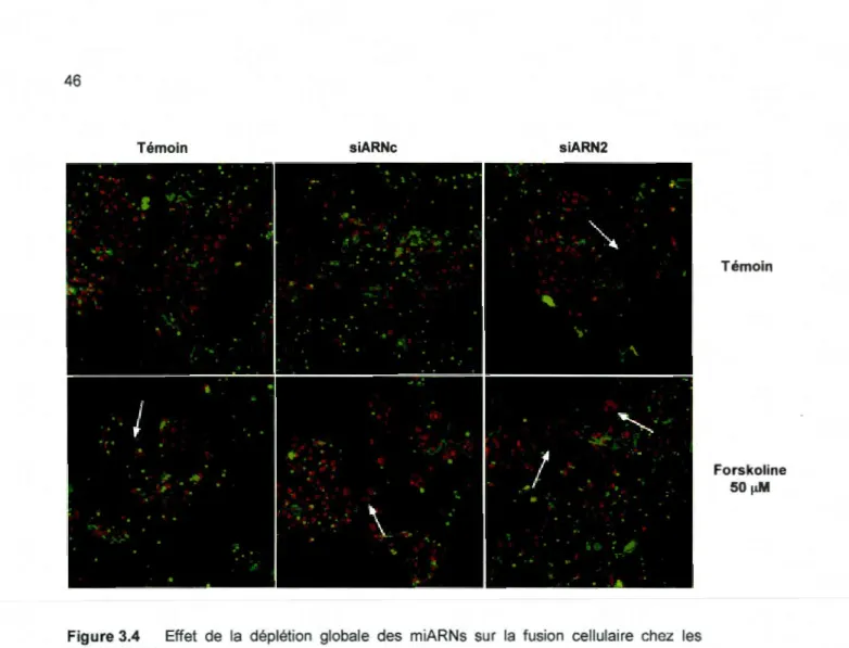 Figure 3.4  Effet  de  la  déplétion  globale  des  miARNs  sur  la  fusion  cellulaire  chez  les  cellules BeWo