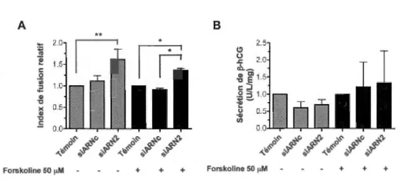 Figure  3.5  Effet  de  la  déplétion  globale  des  miARNs  sur  la  différenciation  des  cellules  BeW o  in  vitro