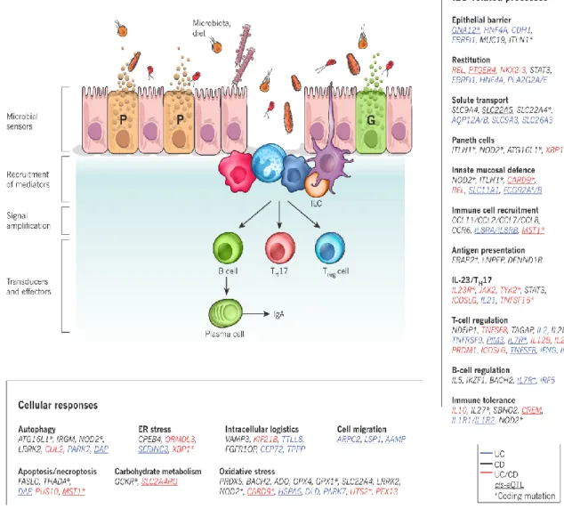 Figure  3  Les  études  d’association  pangénomique  ont  identifié  des  voies  de  signalisation  et  des  types  cellulaires  associés  aux  MII
