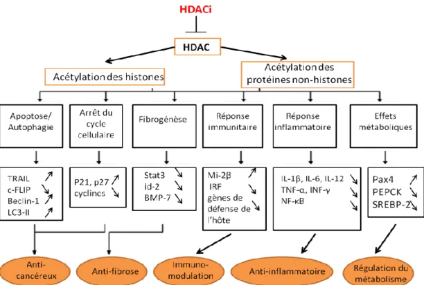 Figure 5 L’inhibition des HDAC par des HDACi affectent de nombreux processus  cellulaires