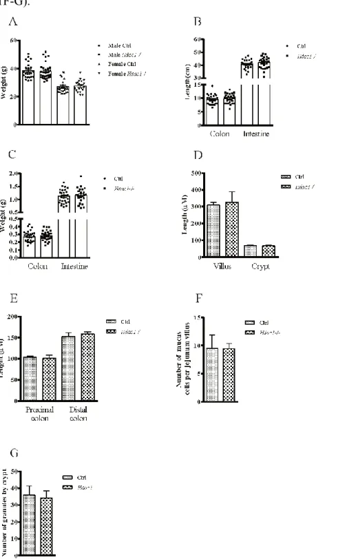 Figure 6 Supplementary Figure 1. Conditional intestinal epithelial Hdac1 deletion  does not alter significantly intestinal homeostasis