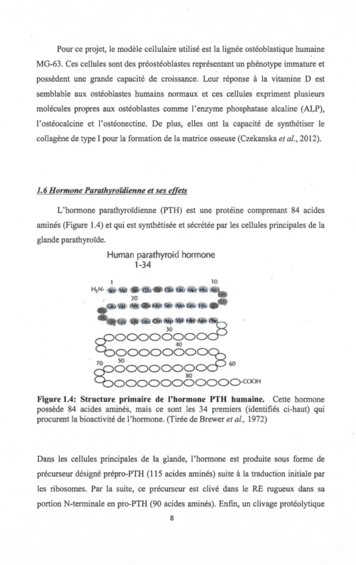 Figure 1.4:  Structure  primaire  de  l'hormone  PTH  humaine.  Cette  hormone  possède  84  acides  aminés,  mais  ce  sont  les  34  premiers  (identifiés  ci-haut)  qui  procurent la bioactivité de  ~'hormone