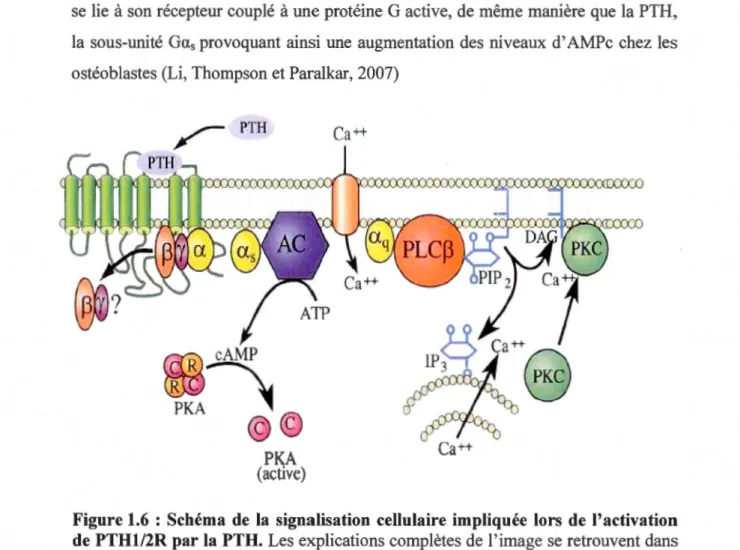 Figure 1.6  :  Schéma  de  la  signalisation  cellulaire  impliquée  lors  de  l'activation  de  PTH1/2R par la  PTH