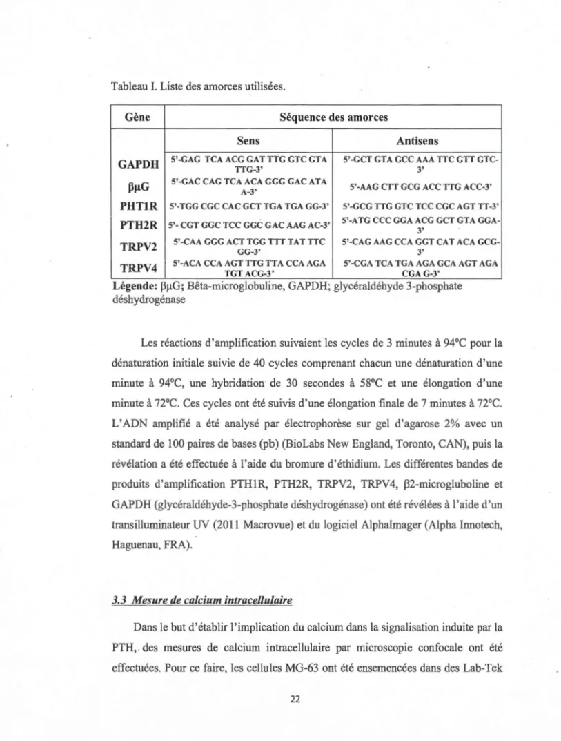 Tableau  1.  Liste  des amorces utilisées. 