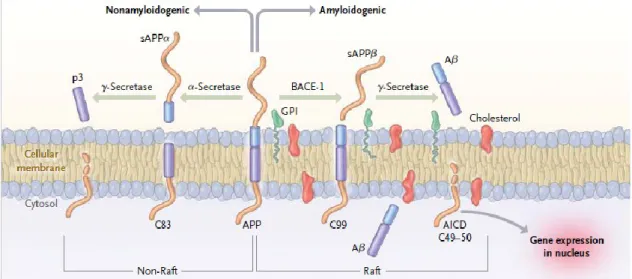 Figure 1 : Clivage de la protéine APP selon les voies amyloïdogénique et non- non-amyloïdogénique