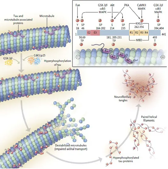 Figure 2 : Stabilisation des microtubules par la protéine tau.  