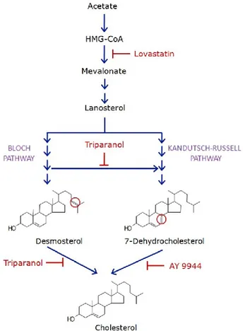 Figure 3 : Biosynthèse du cholestérol 