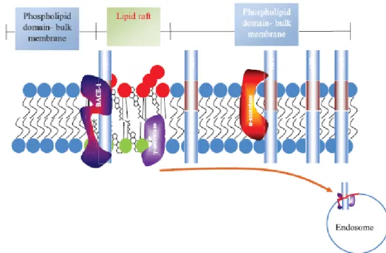 Figure 4 : Localisation des sécrétases au niveau de la membrane plasmique (Hicks  et al., 2012)
