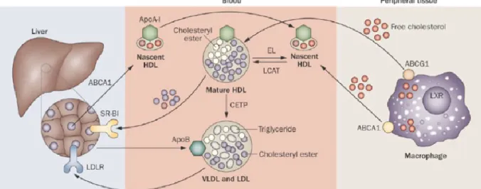 Figure 7 : Efflux du cholestérol et remodelage des HDL (Duffy et Rader, 2009)  ABCA1 permet de transporter le cholestérol libre des macrophages vers l’ApoA-1 libre  ou  pauvre  en  lipides  ce  qui  conduit  à  la  formation  de  particules  HDL  naissante