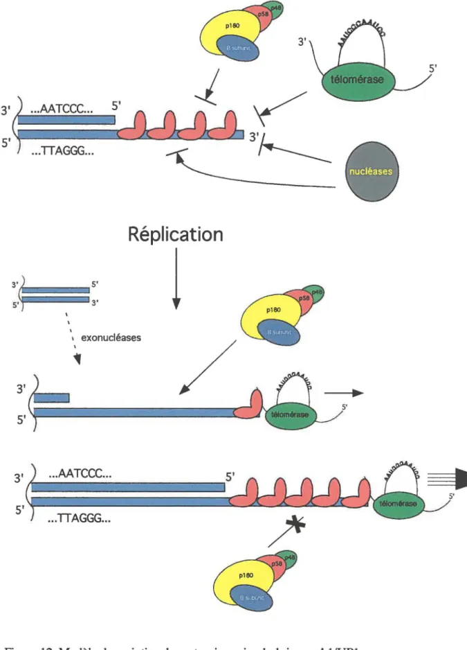 Figure 12. Modèle du maintien des extensions simple-brin par Al/UPl. 