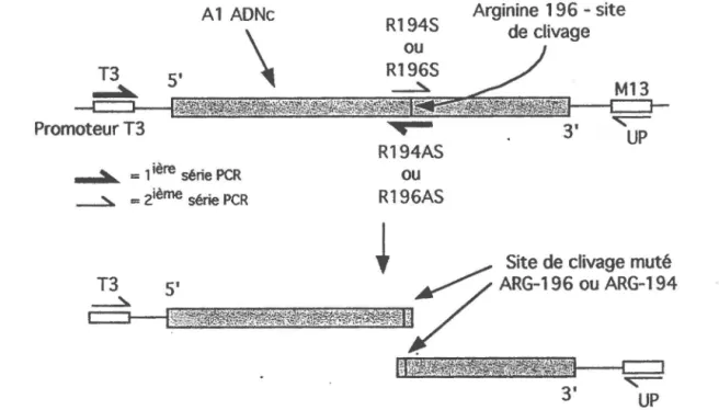 Figure 2. Mutagénèse dirigée par oligonucléotide de l'ADNc de la protéine hnRNP Al  cloné dans le plasmide pK+AXbal-TAG-Al, au niveau des acides aminés aux abords  du site de clivage de Al en UPl