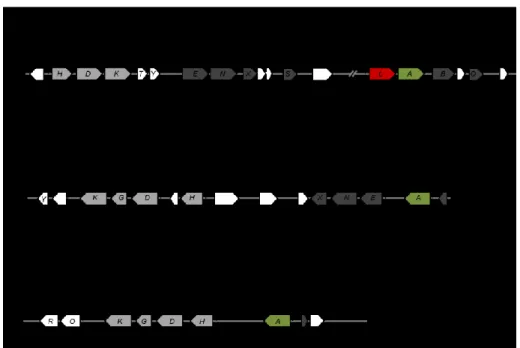 Figure  5.  Organisation  des  clusters  nif,  vnf  et  anf  de  la  fixation  biologique  d’azote  chez  A