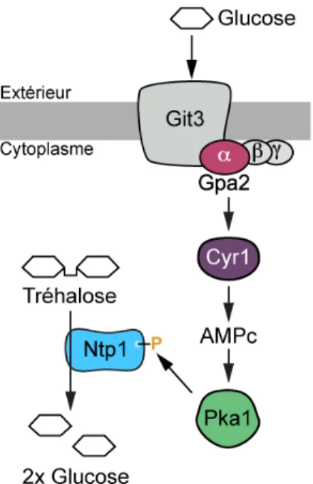 Figure 3 – Activation des spores  La  présence  de  glucose  dans   l’envi-ronnement  des  spores  est  détectée  par le récepteur Git3 à la membrane  plasmique