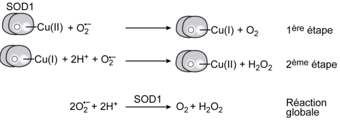 Figure 5 – Réaction catalysée par la SOD1. 