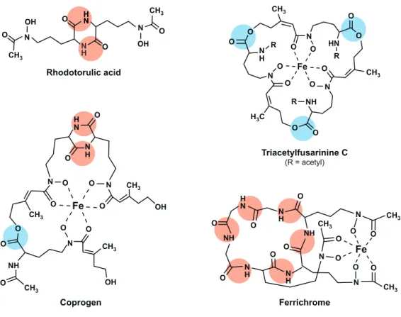 Figure 8 – Sidérophores fongiques. 