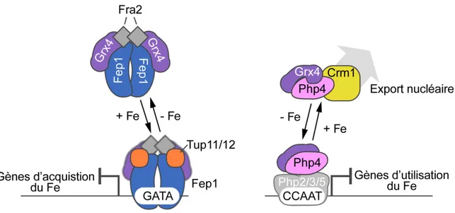 Figure 9 – Régulateurs de l’homéostasie du Fe chez S. pombe. 