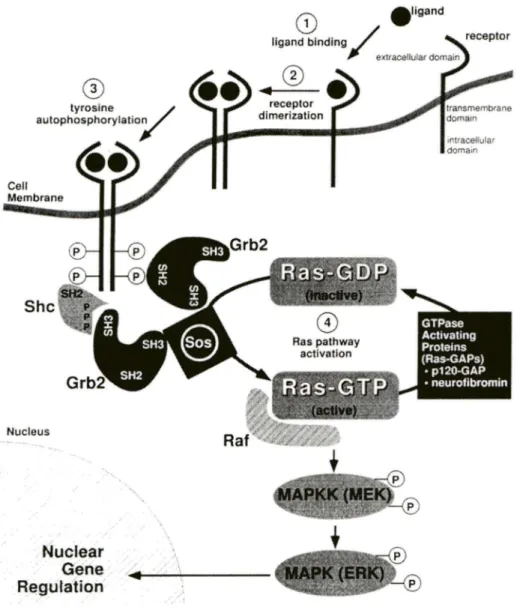 Figure 2.  Schematic representation  of the Ras-Raf-MAPK mitogenic  signaling pathway