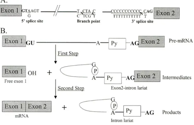 Figure  3.  Schematic representation of the two-step splicing reaction.  (A) Consensus  sequences  in  the  mammalian  intron,  including  5'  splice  site  with  an  invariant  GU,  3'  splice site of an invariant AG, and the branch point of an invariant 