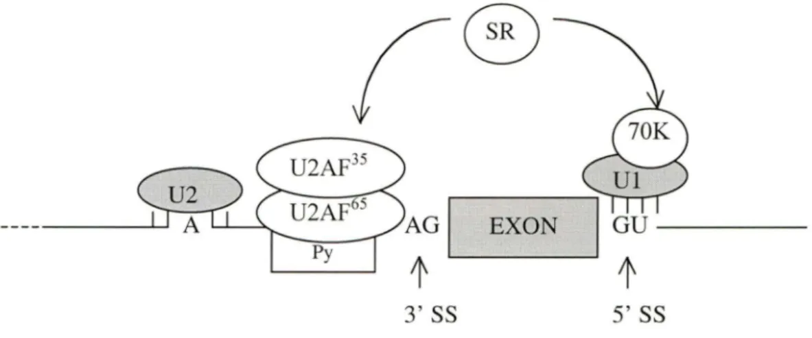 Figure 5.  Exon definition  in  pre-mRNA with  small  exons  and  large introns. Ul  snRNP  base-pairing  with  the  5'  splice  site  stimulates  U2AF 65  bound  to  the  polypyrimidine tract,  and  recruiting  U2  snRNP  to  the  brance  site