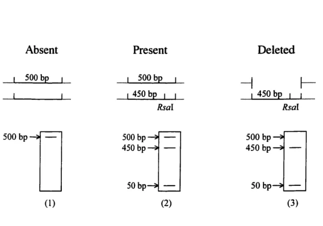 Figure 7. The  Rsal  polymorphism in exon S.  Exon 5 region was amplified by  PCR and digested with Rsal (represented by small vertical lines)