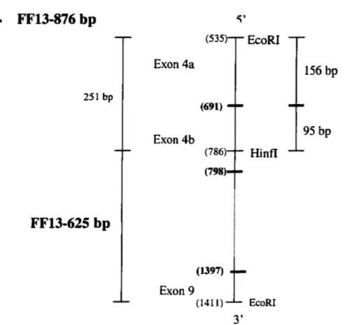 Figure 9. The FF13 876 bp and FF13 625  bp probes for characterisatioo of  deletion 7610