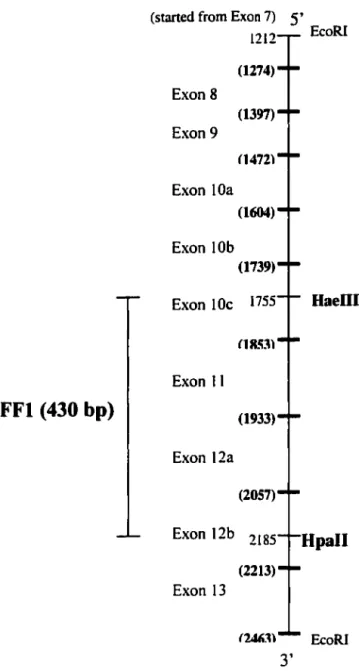 Figure  10.  The  FFI  1.0  kb  and  FFI  430  bp  probes  for  characterisation  of  mutation 5313