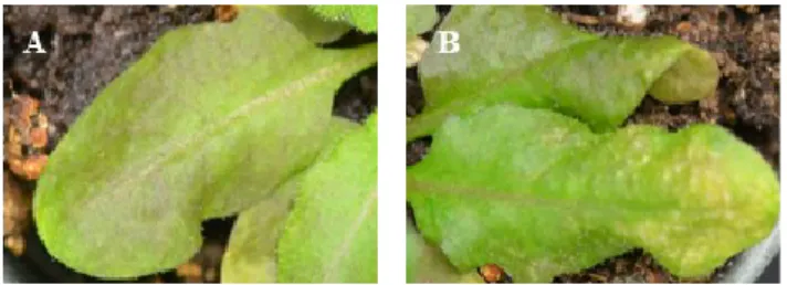 Figure  9  :  Présence  de  points  de  nécroses  chez  l'écotype  N°70 :  A-  Feuille  d’une  plante  témoin