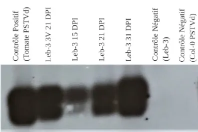 Figure  13  :  Mise  en  évidence  de  l'accumulation  de  PSTVd  chez  Leb-3 :  Northern  blot  présentant comme contrôle positif un échantillon issu d’un plant de tomate infecté avec PSTVd