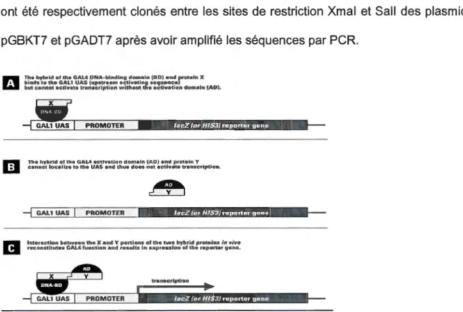 Figure  2.1. Le système de doub le hybride ch ez la  levure. A)  La  protéine «bait » fus ionnée  au  domaine  de  liaison  de  l'AD N  (DNA-binding  domain)  qui  se  lie  à  GAL 1  UAS