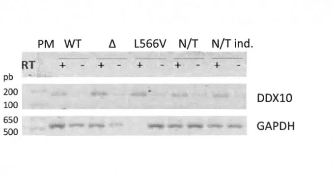 Figure  3.3.  Étude  de  la  lignée  stable  Hela-pSH-DDX1 0  en  présence  des  mutants  de  DDX1 O 