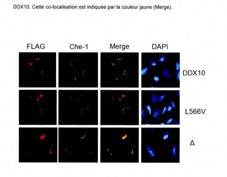 Figure  3.4.  lmmunomicroscopie  des  cellules  Hela  transfectées  avec  les  constructions  pBact-FLAG- pBact-FLAG-DDX10  et  les  mutants 