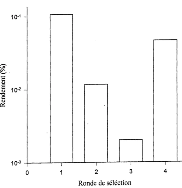 FIGURE 6-Pourcentaee de rendement des éluats au  pH  3.0 &lt;pH de sélection) aux quatre  rondes de sélection