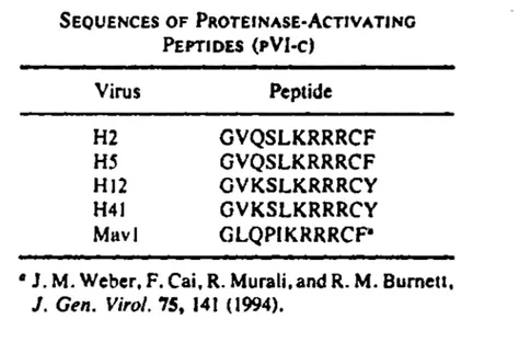 TABLEAU  3-Iableau  des  séQ,uences  du  produit  p Viet  chez  les  différents  types  d' adénovirus