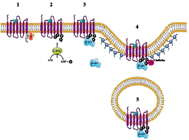 Figure  6 :  Schéma  des  étapes  du  processus  d’internalisation.  (1) Liaison du ligand au  RCPG