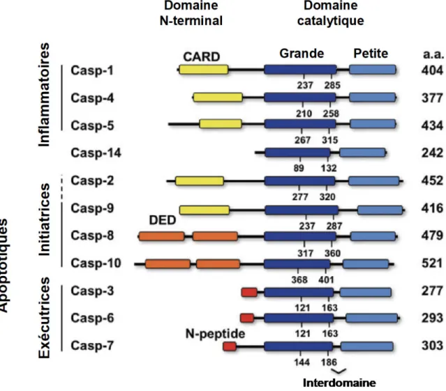 Figure 1 : Membres de la famille des caspases 