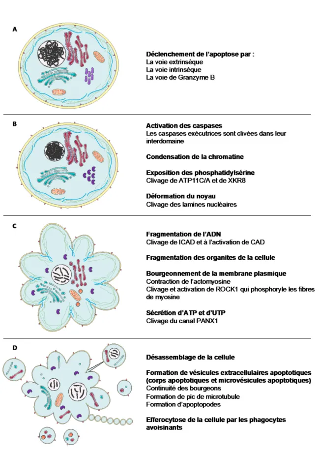 Figure 5 : Changements morphologiques lors de l'apoptose 