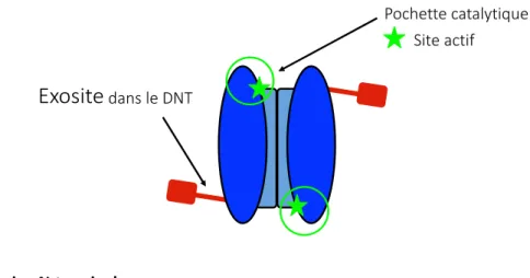 Figure 6 : Schématisation d’un dimère de caspase-7 actif 