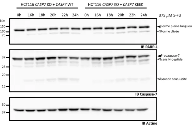 Figure  11  :  Clivage  in  cellulo  de  PARP-1  dans  les  cellules  HCT116  reconstituées  et  exposées au 5-FU 