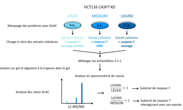 Figure 13 : Schéma de l'approche in vitro – SILAC – Shotgun 